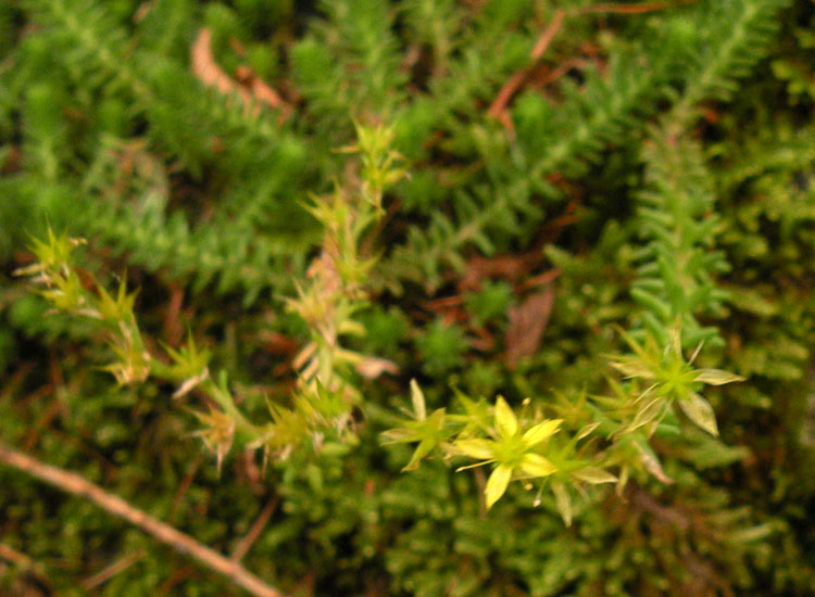 Sedum acre